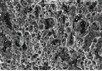 活性炭の顕微鏡画像